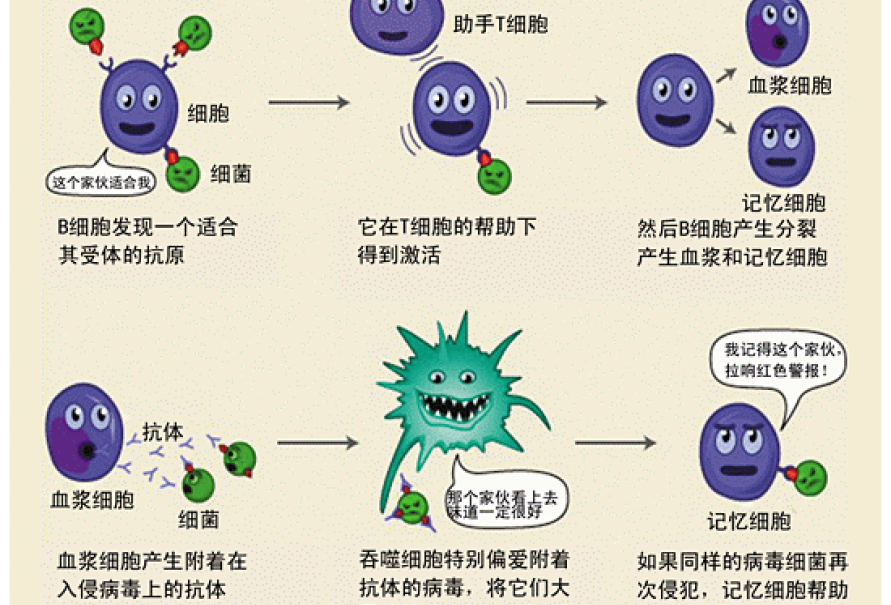酵素如何发挥功能?